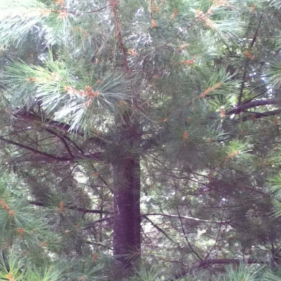 Spotting Image 1