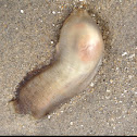 Sea vase tunicate