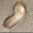 Sea vase tunicate
