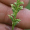 Notched onion orchid 