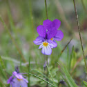 Heartsease