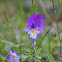 Heartsease