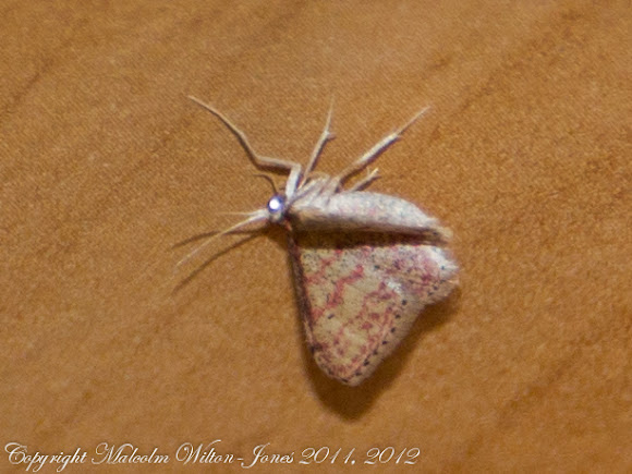 Spotting Image 1
