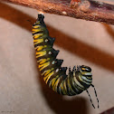 Monarch, pupating