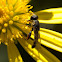 Thick-legged Hover Fly
