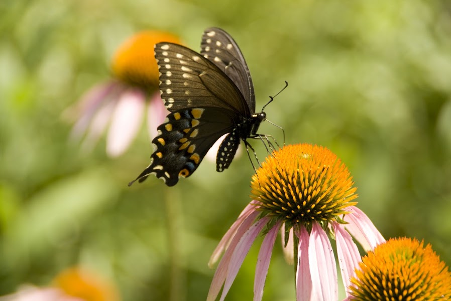 Butterflies & Moths of the World