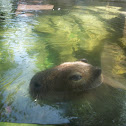 Capybara