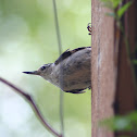 White-breasted Nuthatch