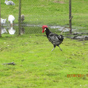 Rooster