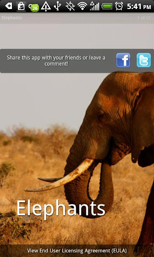Elephants Photo Book