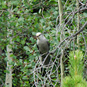 Northern Mockingbird