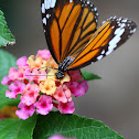 Common Tiger