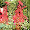 Parthenocissus tricuspidata = Ampelopsis veitchii (Parra virgen. Ivy)