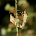 Shield Bugs