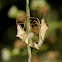 Shield Bugs