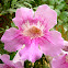 Bignonia rosa