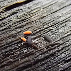 Springtails