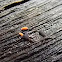 Springtails