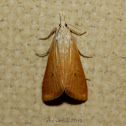 Moth