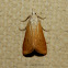 Moth