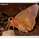 Orange Awlet