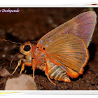 Orange Awlet