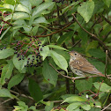 Hermit thrush