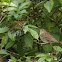 Hermit thrush