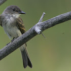 Eastern Phoebe juvenile