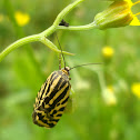 Spotted Sulphur Moth