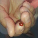Asian Lady Beetle