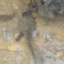 Tadpole