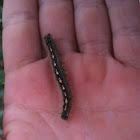 Forest Tent Caterpillar