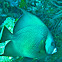 French Angelfish