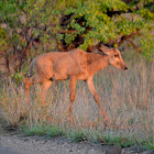 Tsesebe