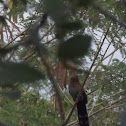 Squirrel cuckoo
