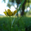 Buttercup- Ranunculus