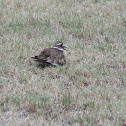 Killdeer