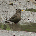 Common Blackbird female