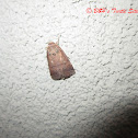 Hebrew Moth