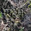 Soil algae