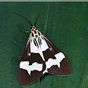 Nyctemera luctuosa galbana