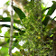 Orquidea