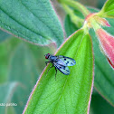 Mosca - Fly