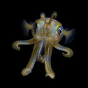 squid