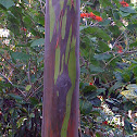 Rainbow Eucalyptus