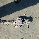Frostfish