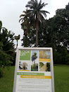 Tailpod Palm