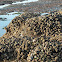 California Mussel