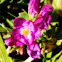 Freesia